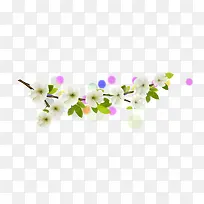 白色杏花