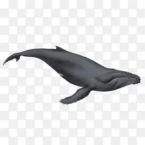 灰色鲸鱼