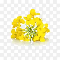 一朵黄色的花