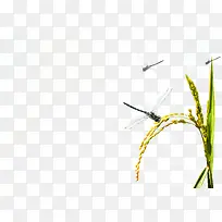 麦子上的蜻蜓背景图