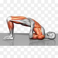 人体腰部肌肉结构