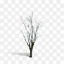雪下的小树