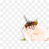 蜂恋花