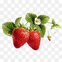 开小白花的草莓果实