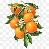 开小白花的橙子果实