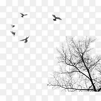 树影飞鸟