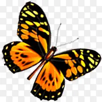 黄色斑点设计蝴蝶