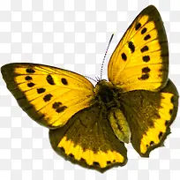 春季黄色斑点蝴蝶