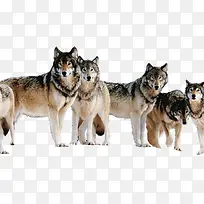 五只凶猛的狼