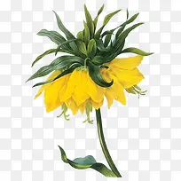花卉写实手绘画
