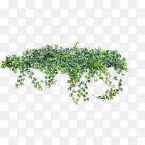 绿色清新挂藤效果植物