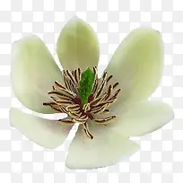 含笑花免抠png