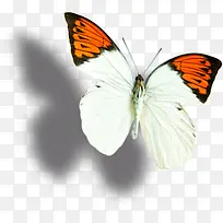 白色唯美意境蝴蝶梦幻
