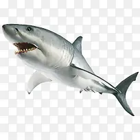 凶猛的巨齿鲨鱼