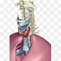 人体喉咙器官