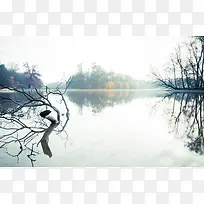 湖水上的枯树枝海报背景