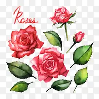 手绘红色玫瑰花素材