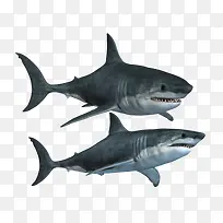 两条大鲨鱼