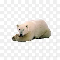红白北极熊