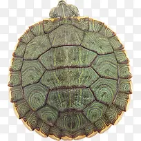 绿色斑纹的海龟