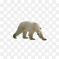 觅食北极熊