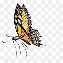 卡通手绘美丽的蝴蝶