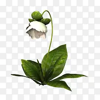 白色花卉