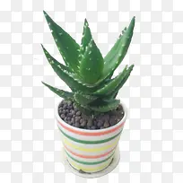 芦荟盆栽植物