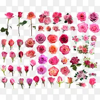 各种花朵美景玫瑰