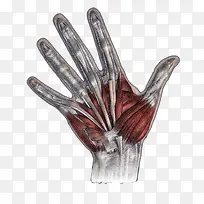 手 肌理 骨骼 肌肉组织