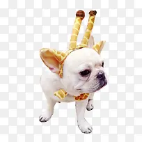 傲娇斗牛犬