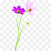 紫色田园花朵蜜蜂采蜜