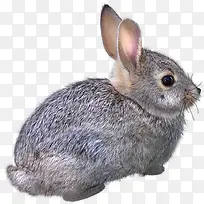 动物素描动物素材 兔子