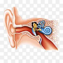 耳朵内部构造