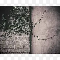 户外建筑绿叶墙壁