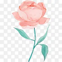 精美手绘粉色玫瑰