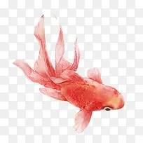 红色金鱼手绘海报背景