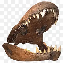 恐龙牙齿骨胳