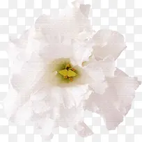 鲜花相框素材鲜花背景素材 白色