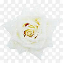 背景元素鲜花背景素材 白色唯美