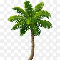 绿色海岛椰树