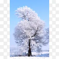 白色晶莹霜冻树林