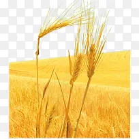 麦子熟了素材图片