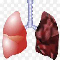 肺部矢量图