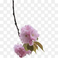 生长在枝头的樱花