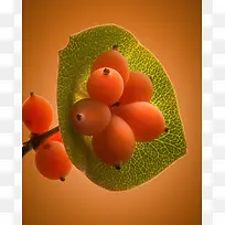摄影微距植物果实