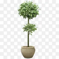 造型桂花