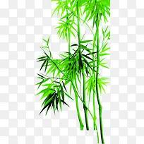 绿色竹子叶子竹叶端午节