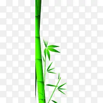 端午节绿色竹子竹叶