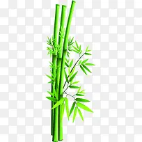 端午节竹子竹叶绿色装饰